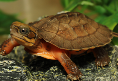 金钱龟寿命有多长,不知道的快来做笔记吧! 金钱龟寿命有多长,不知道的快来做笔记吧!