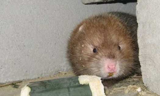 银星竹鼠的饲养要点是什么？我来告诉你答案！