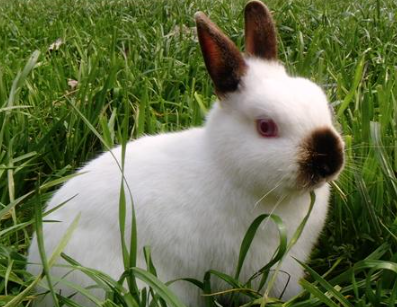 喜马拉雅兔最重体重，我来告诉你！