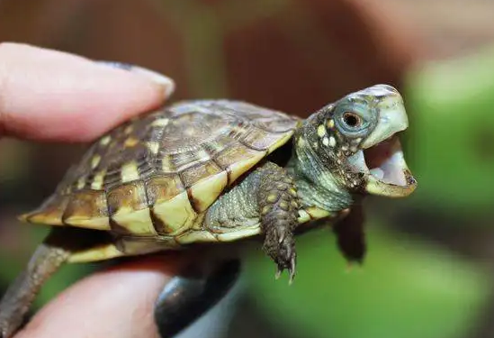 来看看怎么摸自己的乌龟，它更舒服～