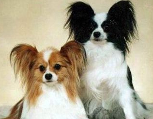 蝴蝶犬发生哪些疾病需要马上进医院处理呢？