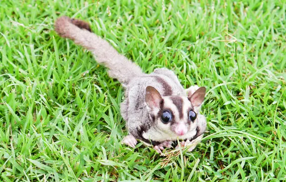 人工饲养蜜袋鼯能活几年？赶紧点进来看看