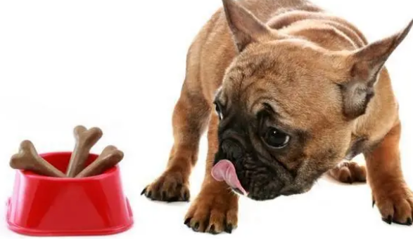 零食用来奖励狗狗？选对零食，能给狗狗好处