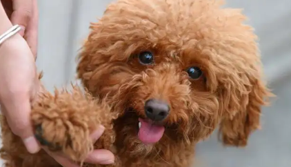 泰迪断尾什么时间最好?铲屎官需要get一下 泰迪断尾什么时间最好?铲屎官需要get一下