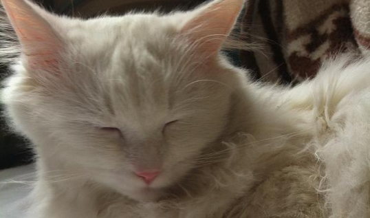 猫咪为啥一睡醒就找人？它在表达这几种需求