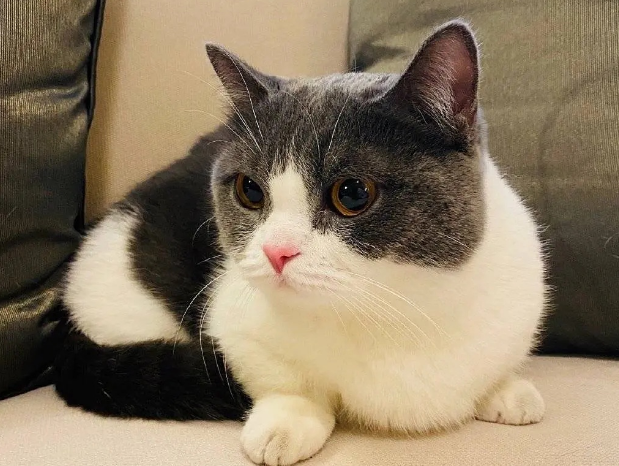 肖战的猫坚果，原来是这个品种！