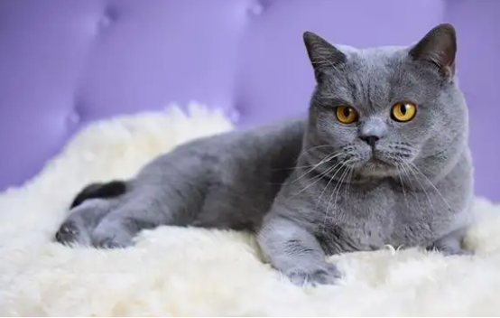 英短猫咪多长时间发一次情，这里有答案！