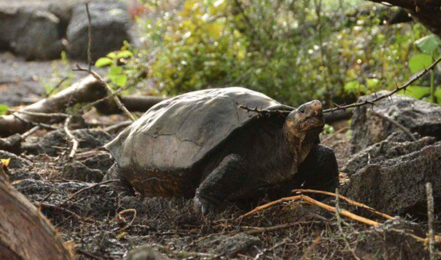 加拉帕戈斯象龟有大象那么大吗？长见识的时候到了！