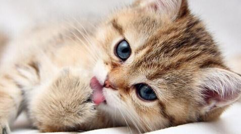 关于中华田园猫的标准体重？你需要知道