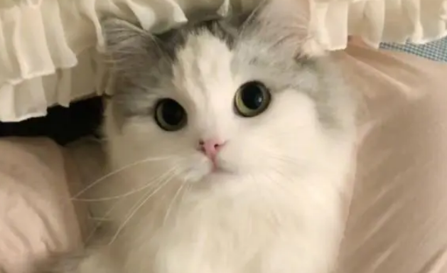 在家里养猫，有必要去买个猫窝吗？没有窝会有什么影响