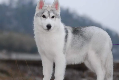 最难伺候的几种狗，你都知道吗？