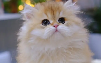 金渐层是美短还是英短？看完你就知道了！