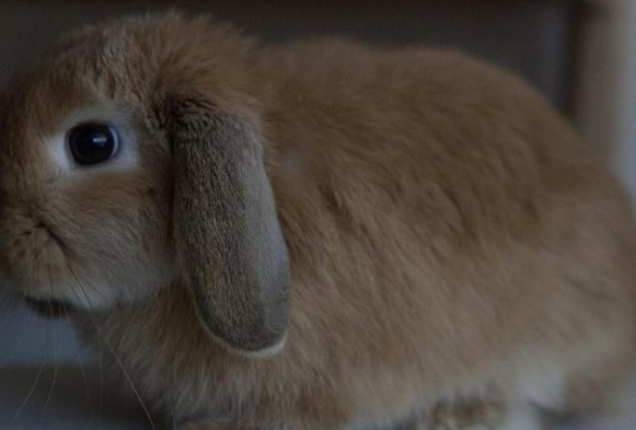 宾尼垂耳兔要磨牙吗？快来看看吧
