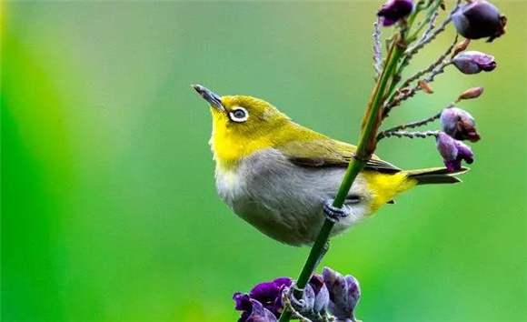 绣眼鸟炸毛怎么回事？原因竟有这么多！