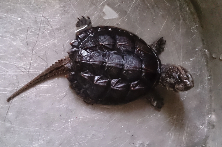 小鳄龟和草龟可以一起养吗？可别互相伤害了