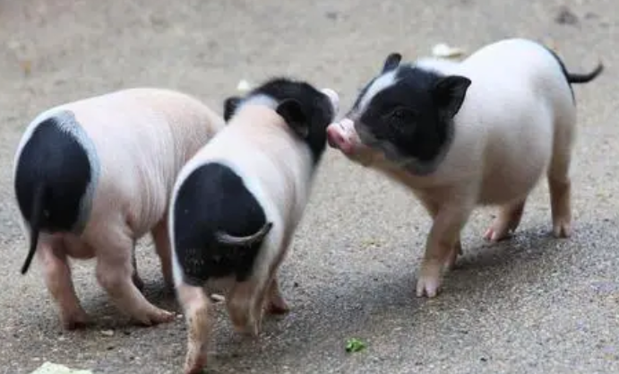 小香猪为什么老哼哼？可能有这三种原因