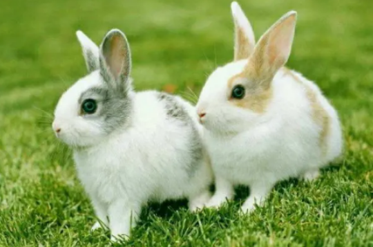 多瓦夫兔多大不再生长，来了解看看吧