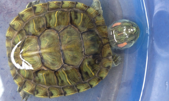 巴西龟呛水了有哪些症状？新手看过来