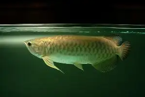 鱼友分享：澳洲星点龙的寿命有多久？