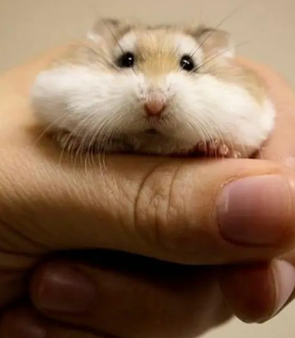 科普向丨家养的仓鼠能活多久？快进来看一看吧
