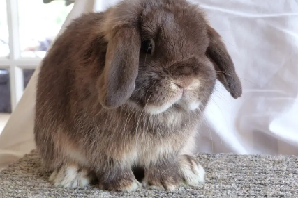 英国迷你垂耳兔怎么喂养？想养的宠主可以了解一下