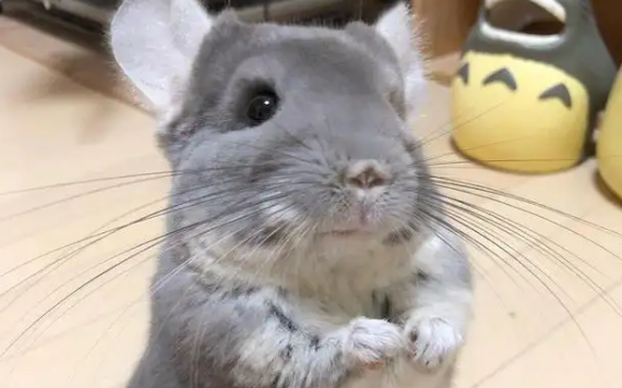 分不清龙猫是兔子还是猫，快来了解一下吧~