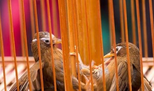 画眉鸟换毛时需要封笼吗？一文告诉你答案！