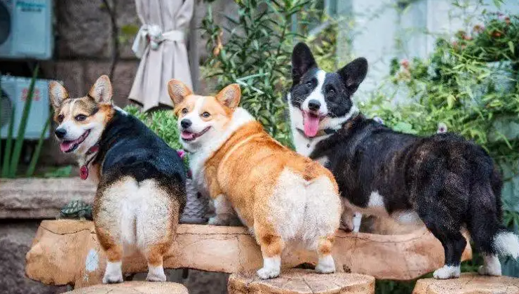 柯基几个月开始脸变宽?感兴趣的朋友可以了解一下! 柯基几个月开始脸变宽?感兴趣的朋友可以了解一下!