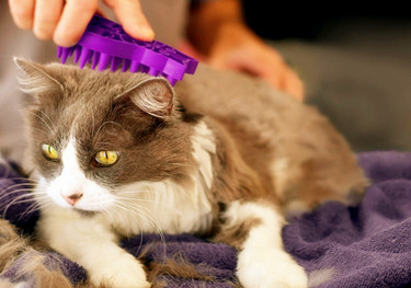 六个细节教你怎么判断幼猫是否健康！