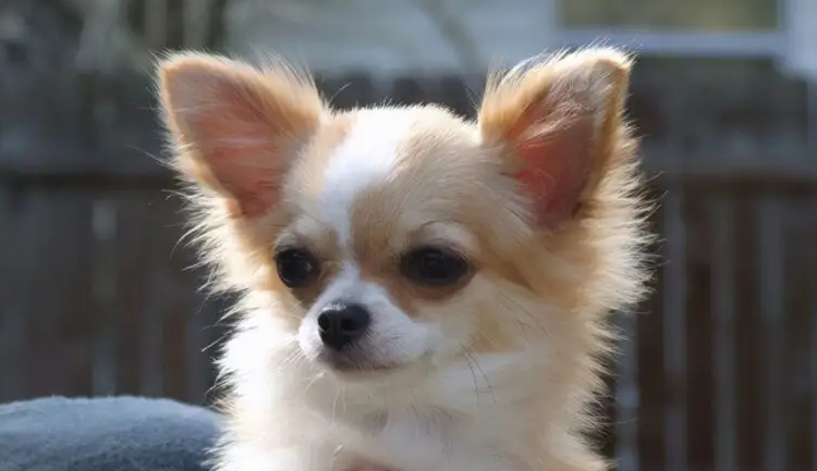 吉娃娃凶不凶，其实还是挺凶的