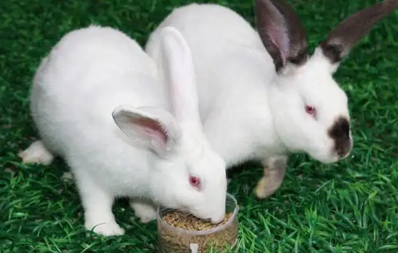 伊拉兔吃什么饲料，主人一定要知道