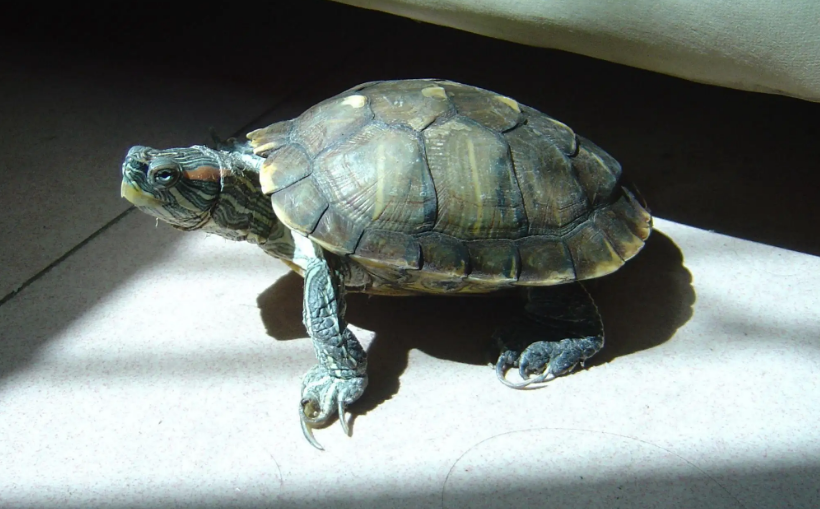 乌龟能吃桃子吗？一起了解一下