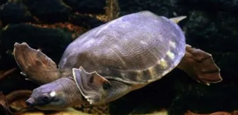 猪鼻龟不吃东西是怎么了？养的人看看吧