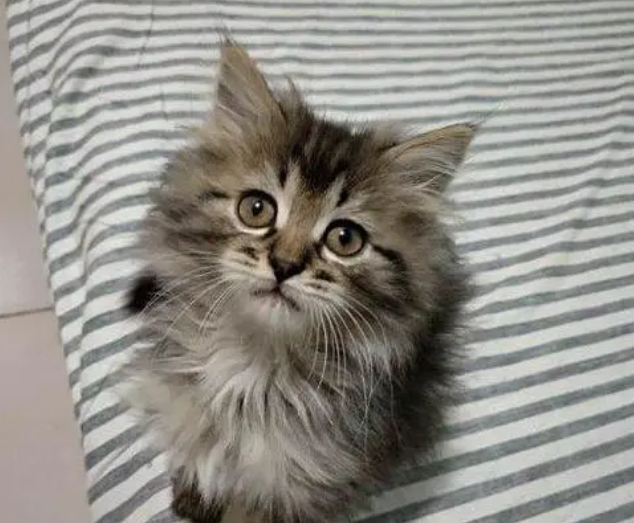 缅因猫什么颜色贵？看完你就清楚了