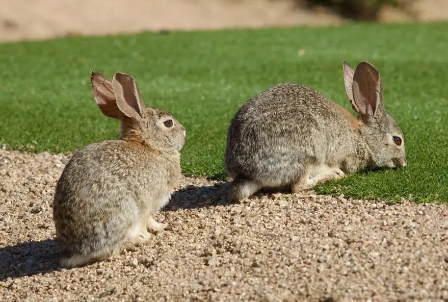 沙漠棉兔是巨兔品种吗？看这里就知道了