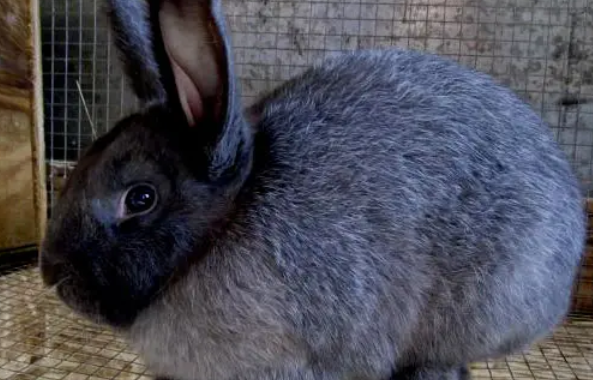 想知道雷克斯兔的价格，就看这！