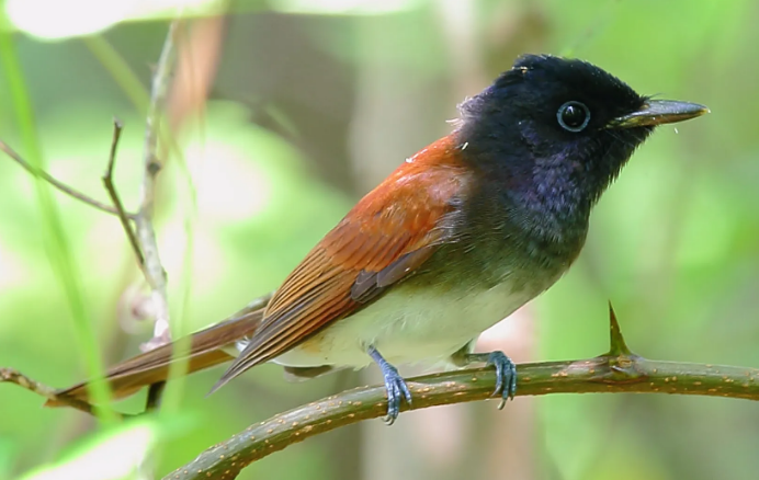 紫寿带的寿命有多长时间？来这看看！