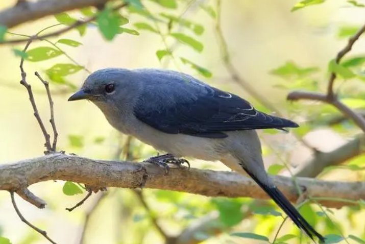 哈岛鹃鵙的饲养秘诀，速来get一下哦！