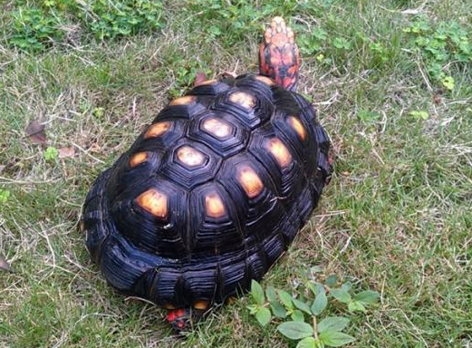 红腿陆龟需要天天晒太阳才可以保持健康！