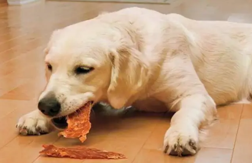 狗狗老是假咬主人?其意味是什么 狗狗老是假咬主人?其意味是什么