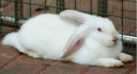 来了解一下日本大耳白兔的特点~