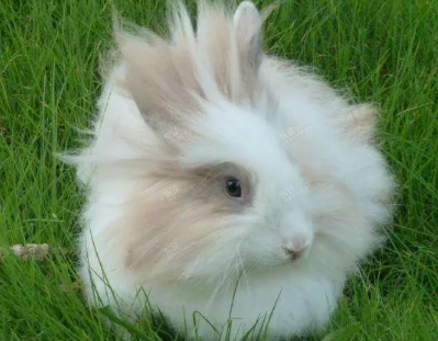 快来了解：狮子兔的寿命有多久