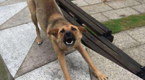 养土狗真的丢人吗?那你是没有get到它们的优点 养土狗真的丢人吗?那你是没有get到它们的优点