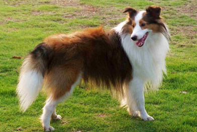 不清楚喜乐蒂犬的毛色?速看这篇文章! 不清楚喜乐蒂犬的毛色?速看这篇文章!