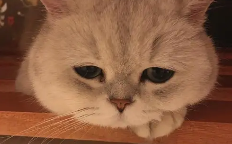 怎么判断猫是吐毛球还是吐了？方法很简单