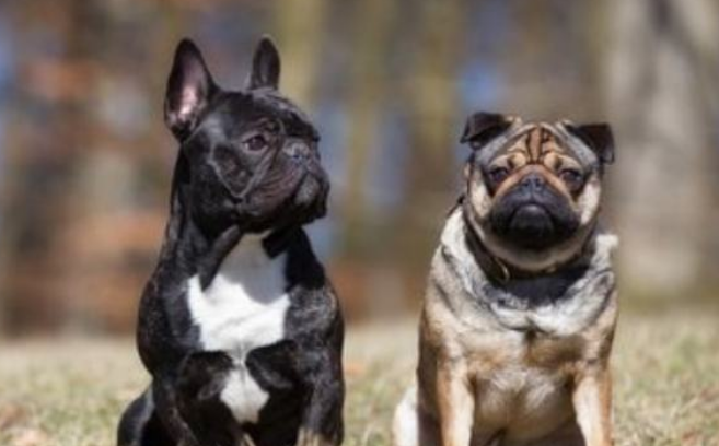 斗牛犬和八哥的区别,还得从面相上看! 斗牛犬和八哥的区别,还得从面相上看!