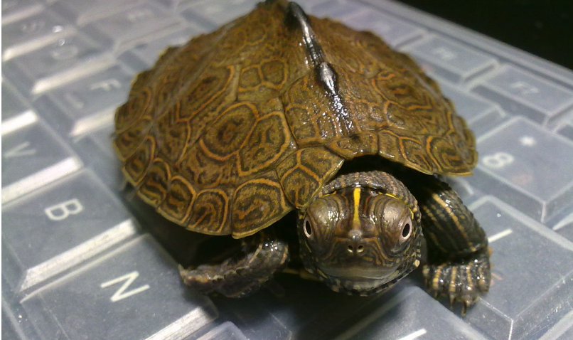 养地图龟要多深水？或许这里可以为你解答