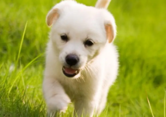 小狗突然后腿无力原因？看完你就知道了！