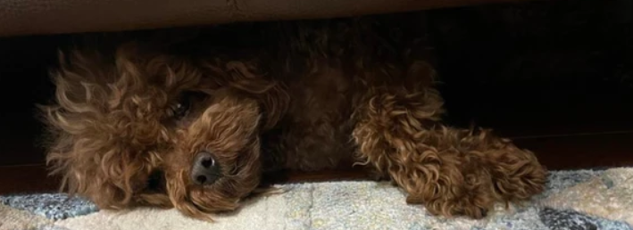 还在苦恼选狗窝？其实这才是狗喜欢睡的地方