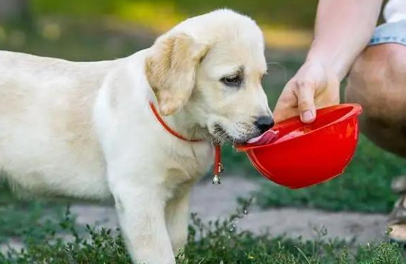 狗活了15年是多少岁？不懂的话白养狗了